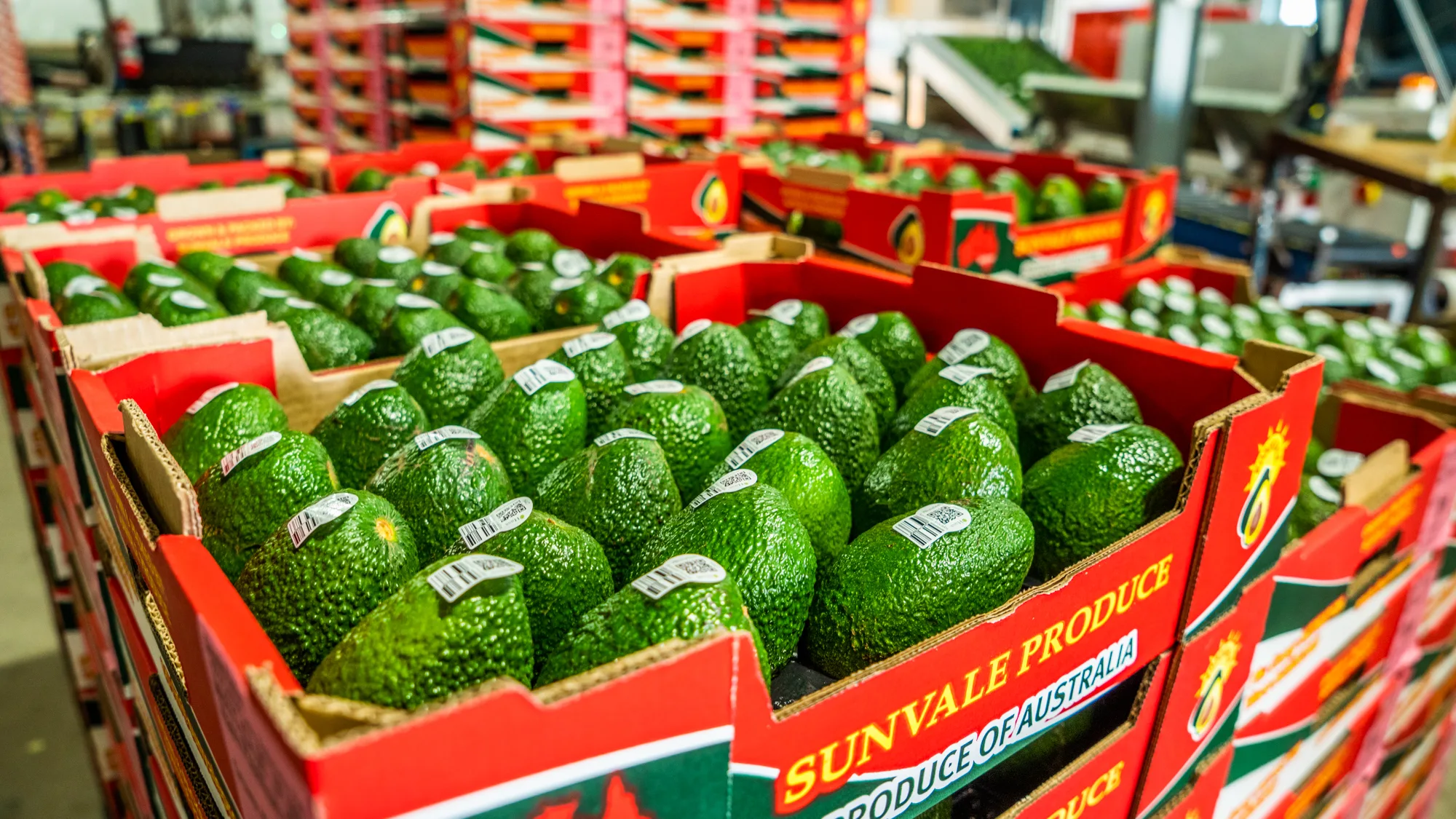 avocados