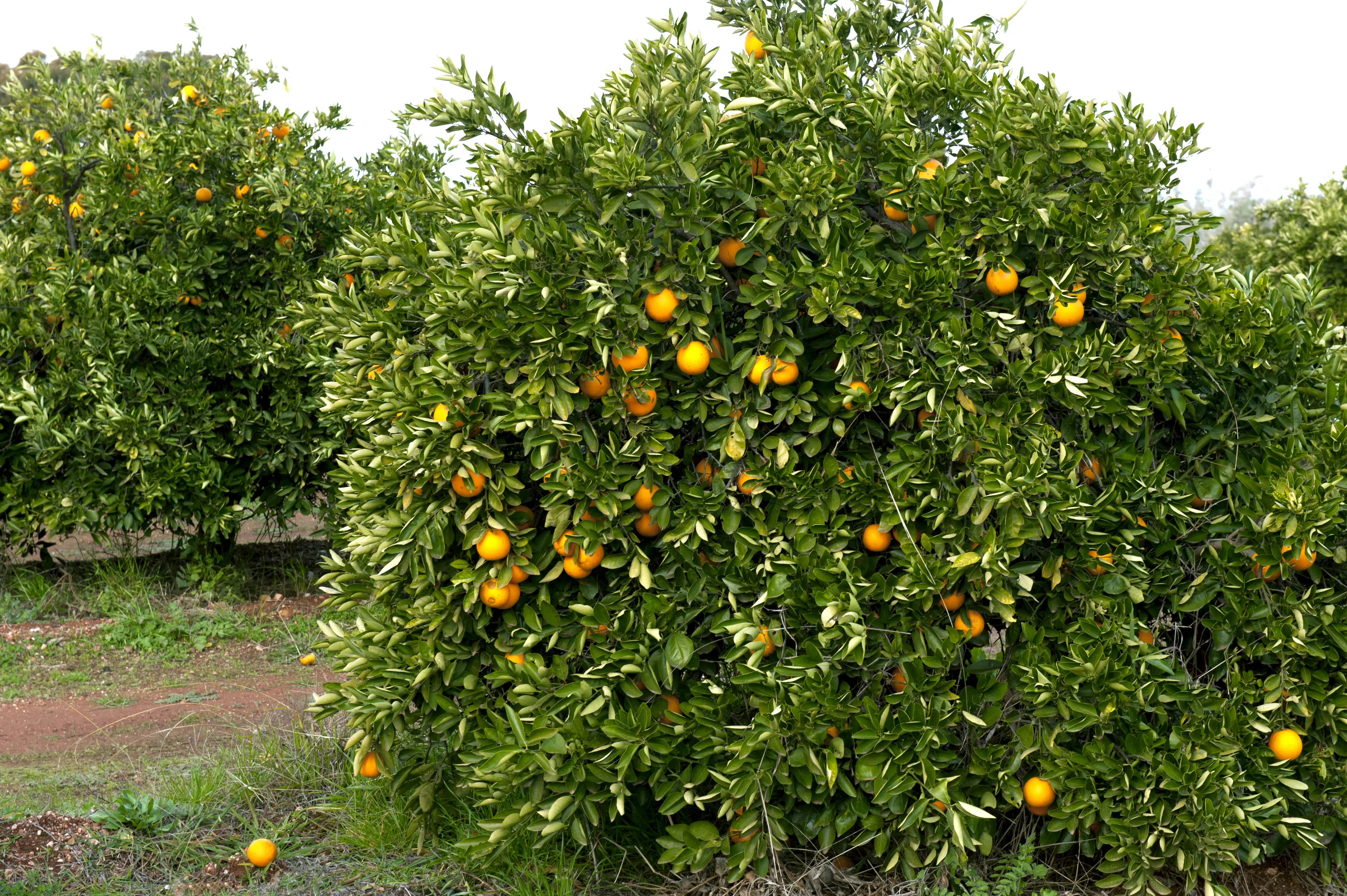 GROWERS