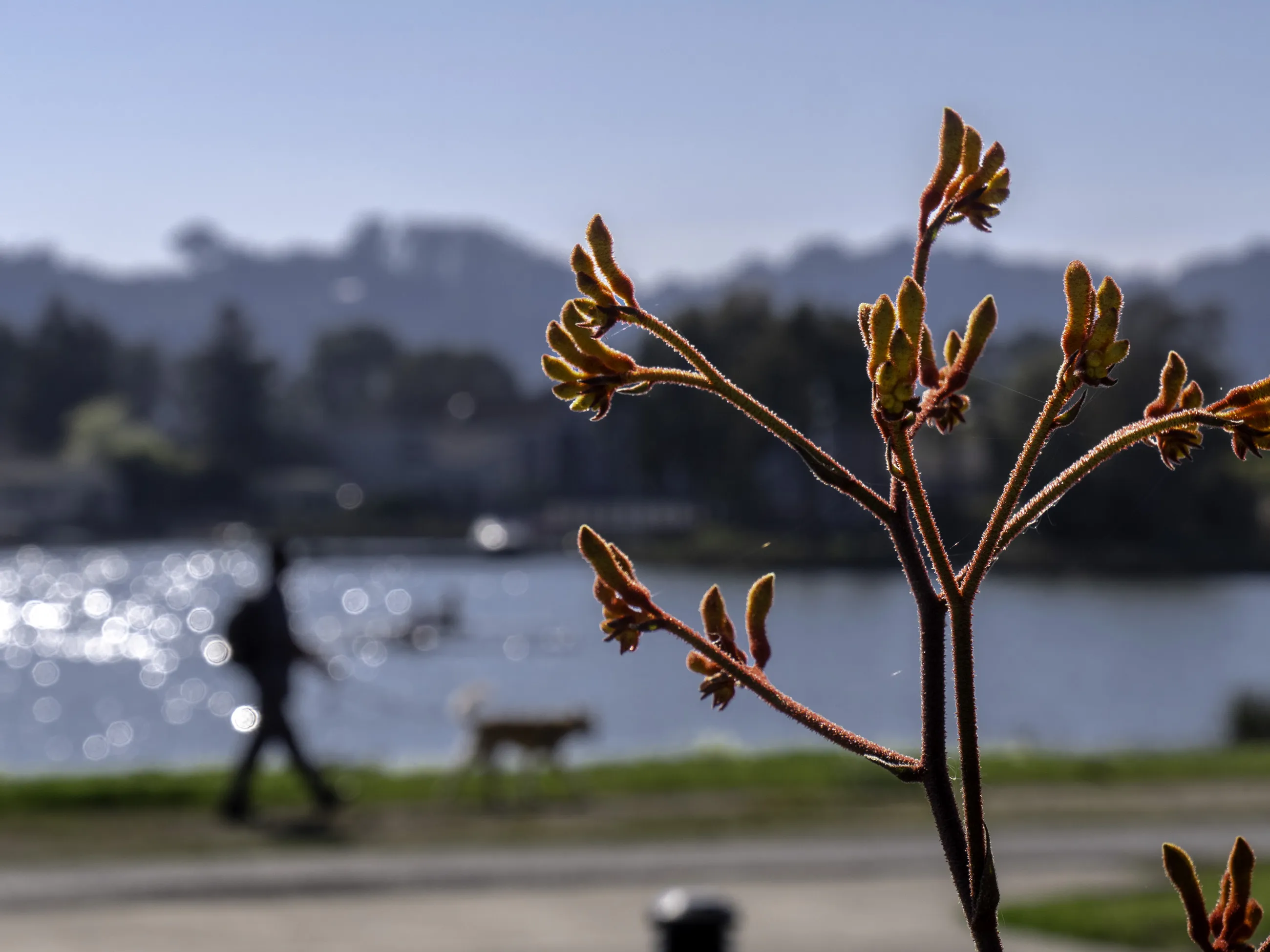 Close-up of fuzzy red and yellow flower buds on thin stems against a blurred background of a person walking a dog near a sparkling body of water and distant hills under a clear blue sky.
