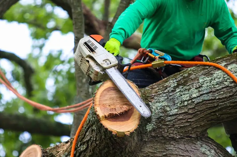 Tree Service service