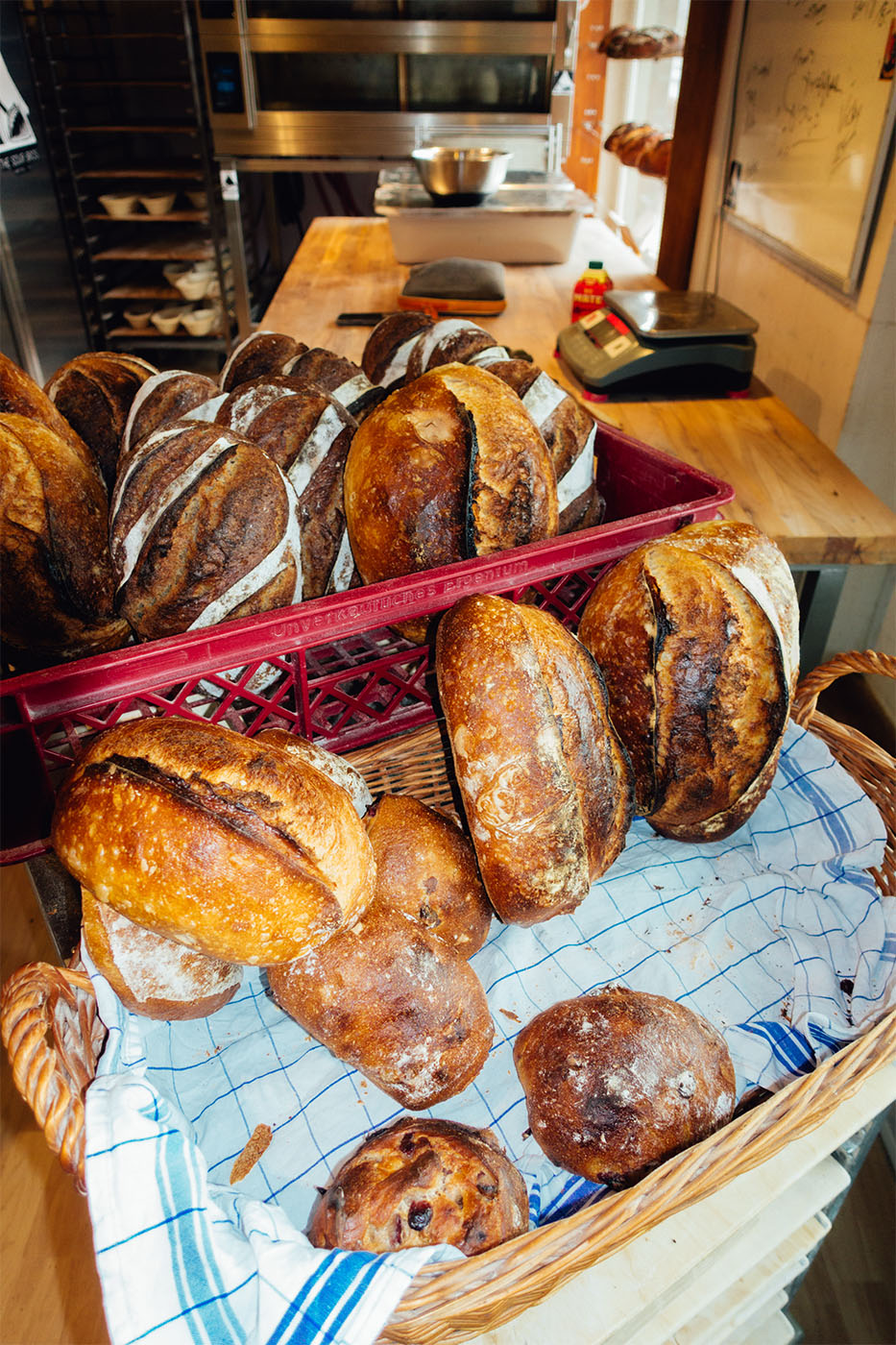 Frisch gebackene, goldbraune Brote und Brötchen in einem Korb mit kariertem Tuch in einer Bäckerei.