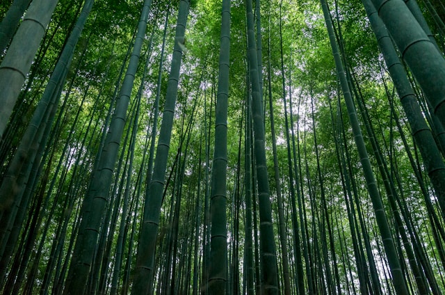 Japanese forest - Well City Guide