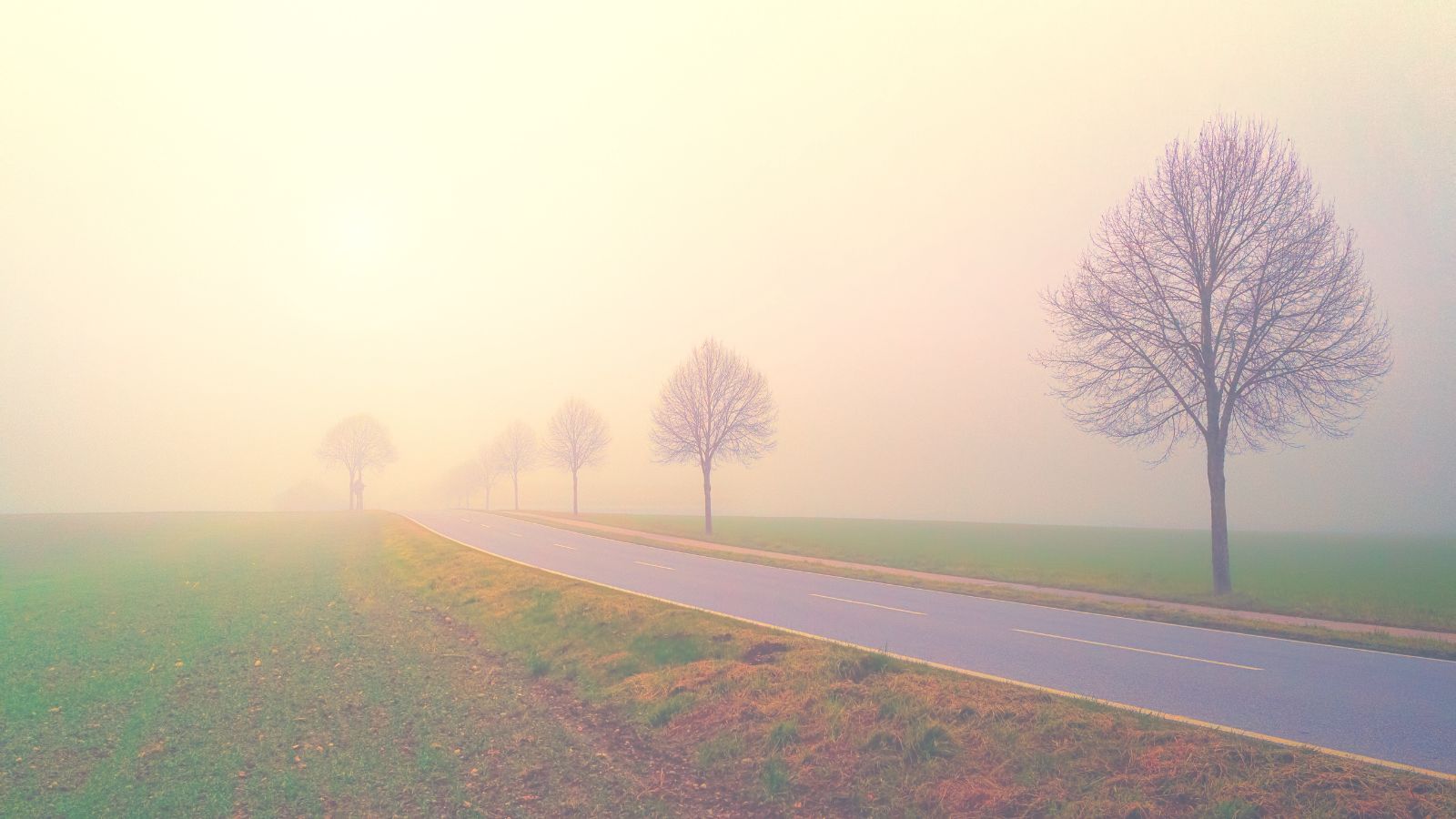 Eine stille Landstrasse führt im warmen Morgenlicht durch den Nebel.