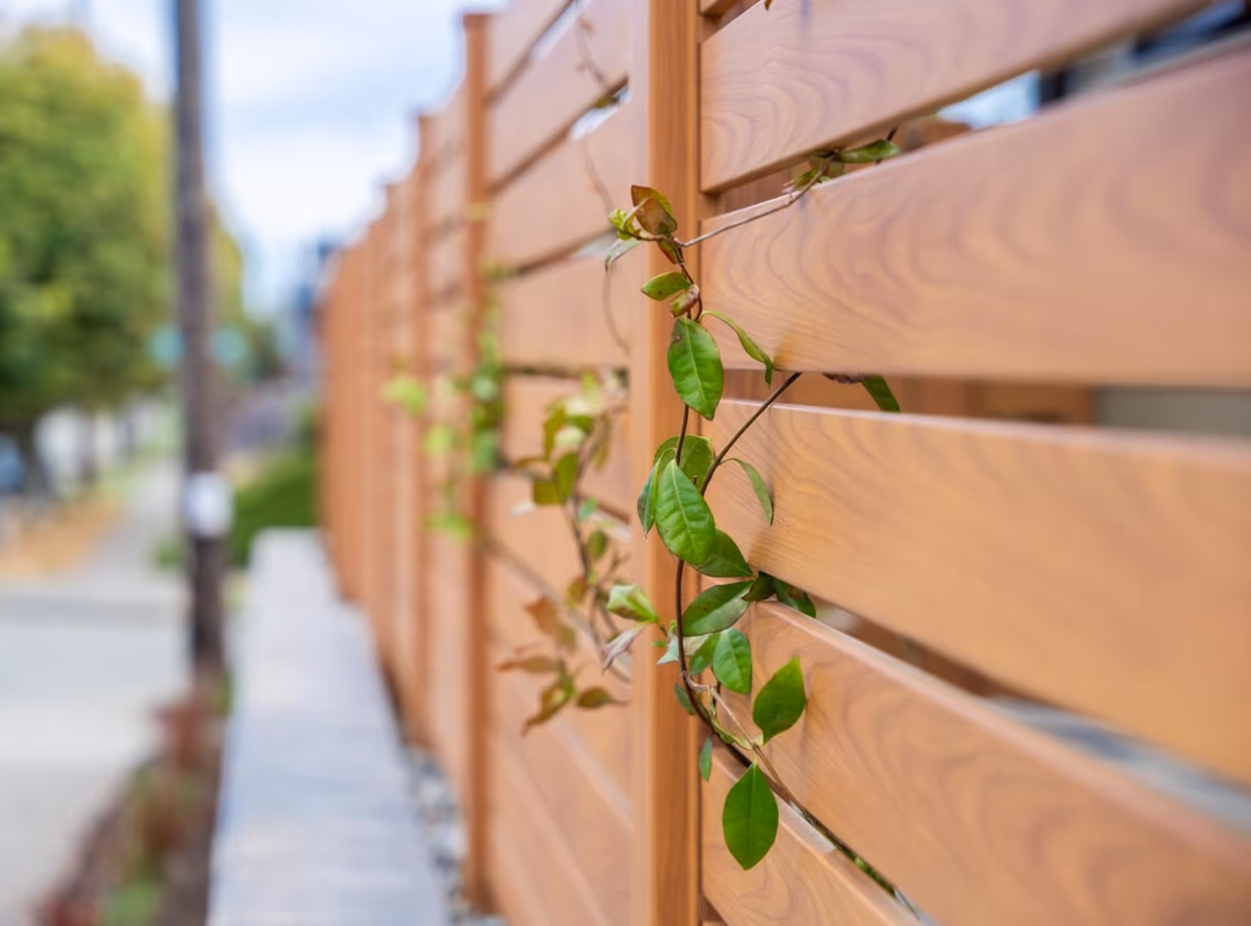 Green vine plant growing through the slats of a wooden fence along a sidewalk.