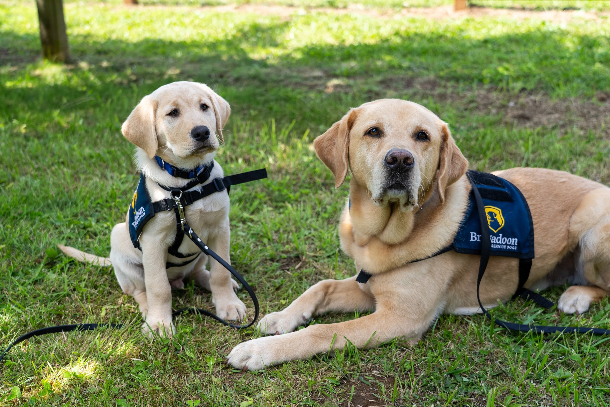 Davie, the Brigadoon courthouse facility dog, beside Dawson, the puppy Dawson Construction sponsors as his successor, both in Brigadoon service vests.