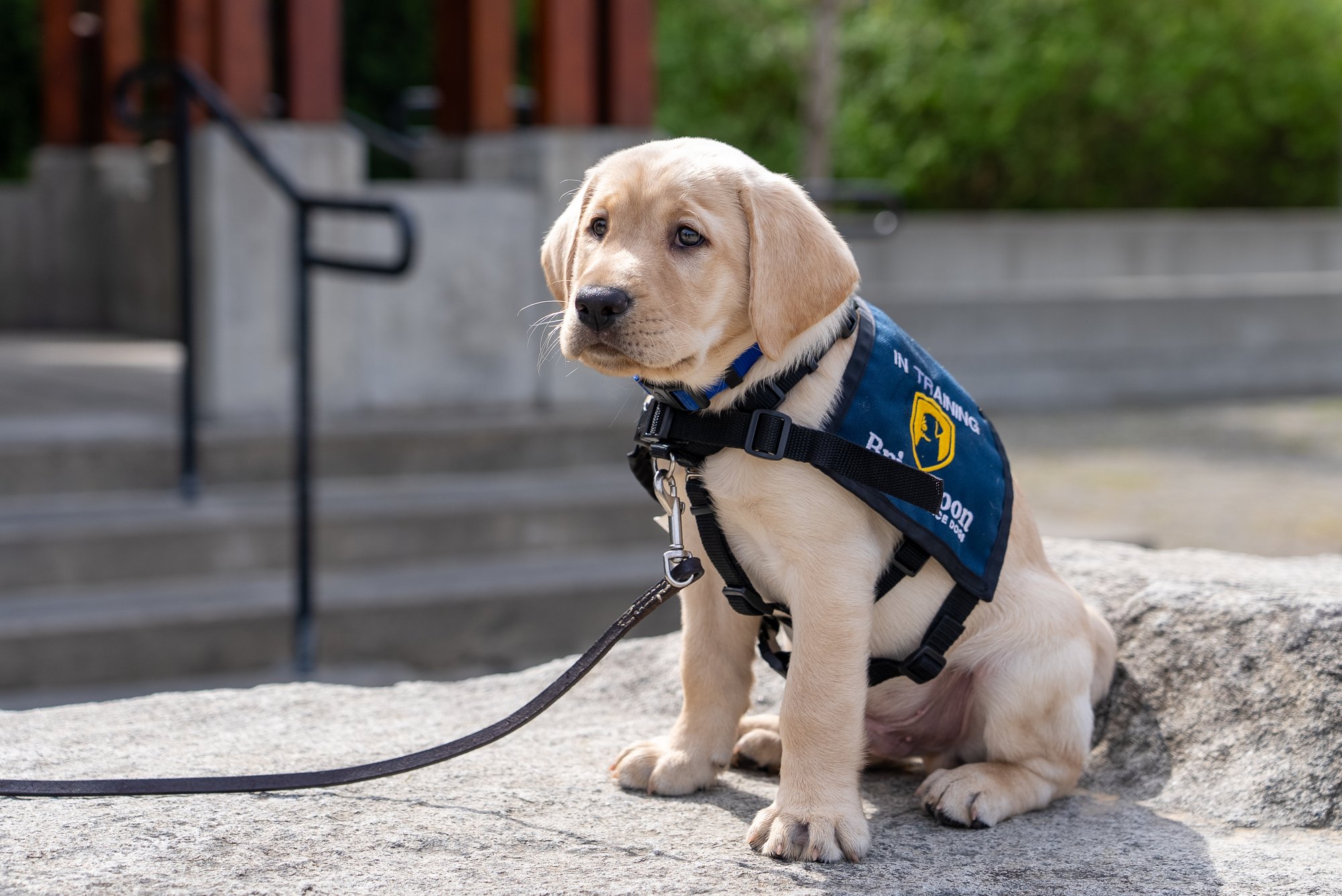 Dawson, the Brigadoon service dog puppy Dawson Construction sponsors, sitting in his blue training vest.