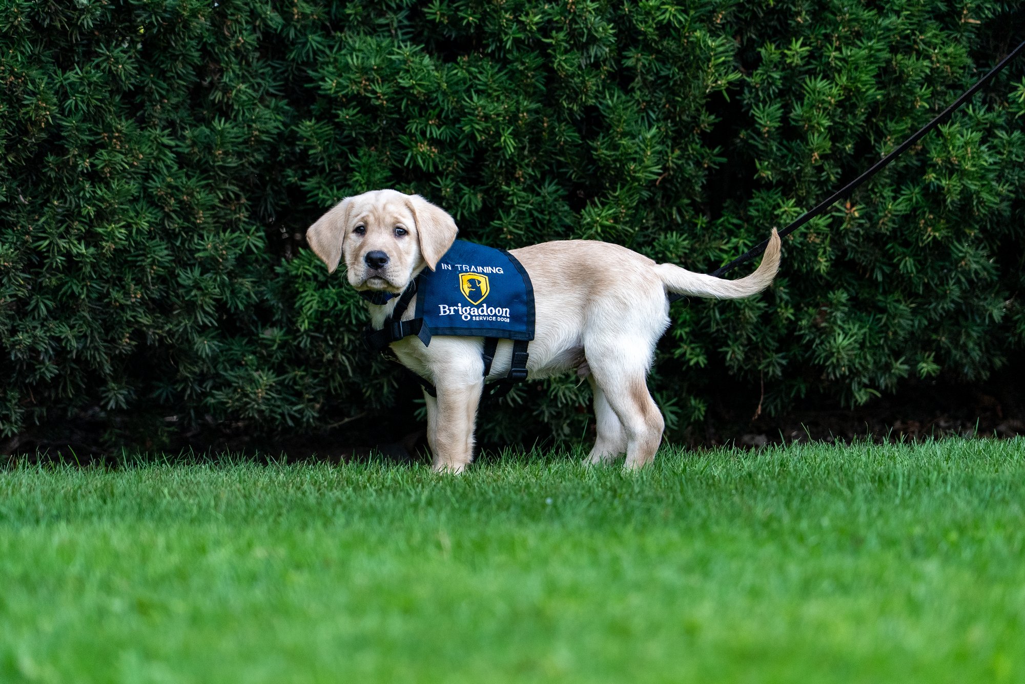 A Brigadoon service dog standing in his working vest on the lawn.