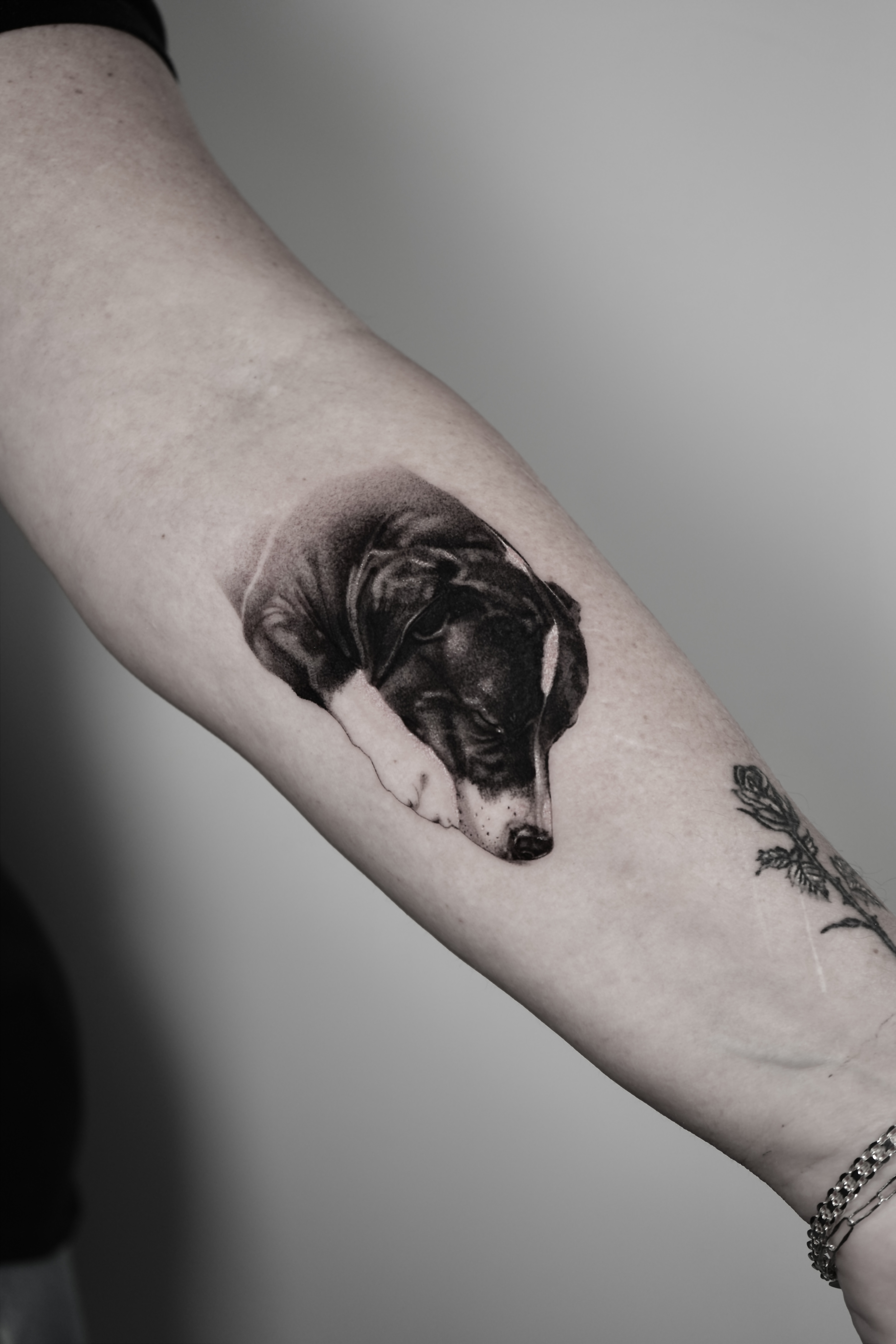 Microrealism tattoo of a resting dog portrait on the forearm at The Secret Tattoo Studio in Tampa