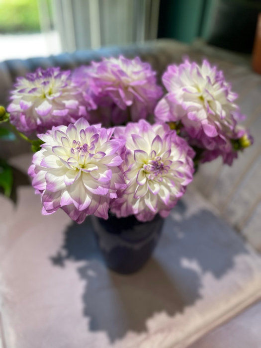 Dalie cięte w wazonie