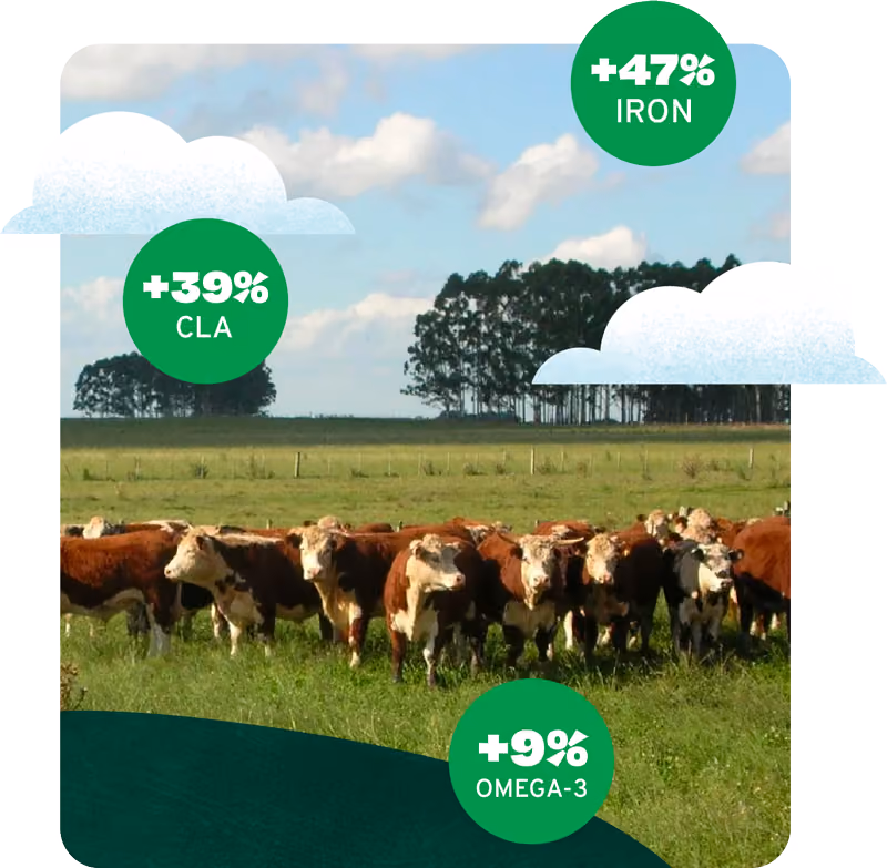 Herd of cattle in a grassy field with labels showing +47% iron, +39% CLA, +9% omega-3 nutrients.