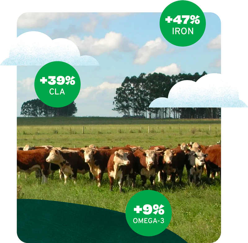 Herd of cattle in a grassy field with labels showing +47% iron, +39% CLA, +9% omega-3 nutrients.