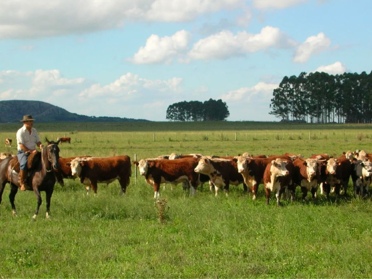 Verde Farms cattle grazing on open pasture
