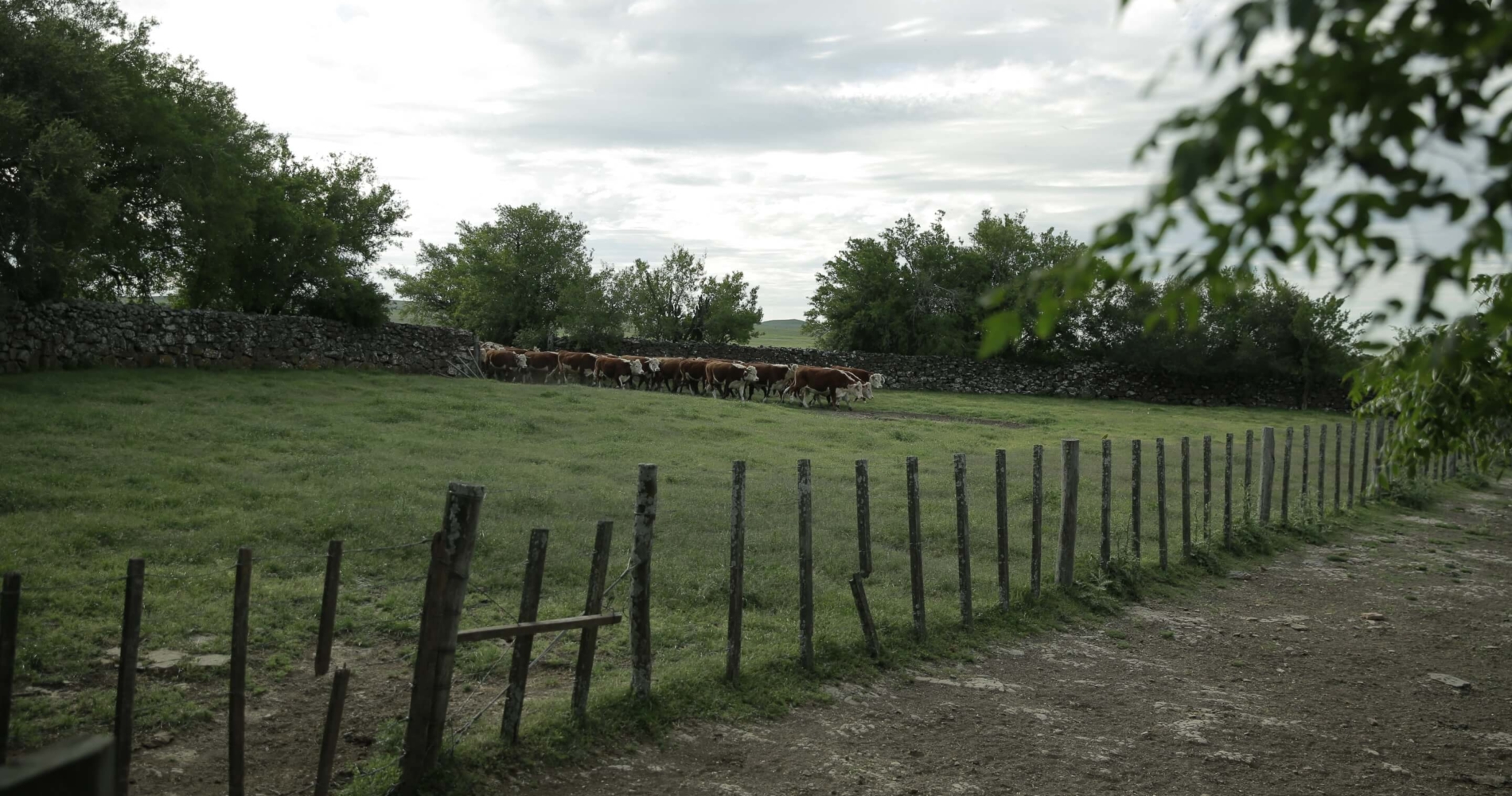 What’s The Big Deal About Grass-Fed Beef?