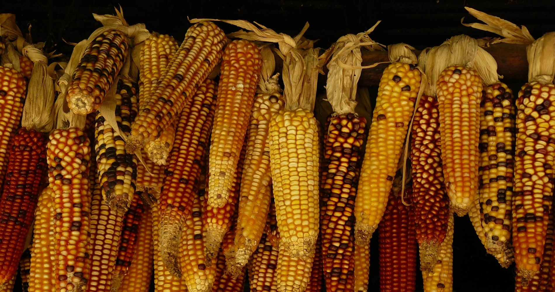 Why Grass-Fed Beef Is A Better Choice For Corn Allergy Sufferers