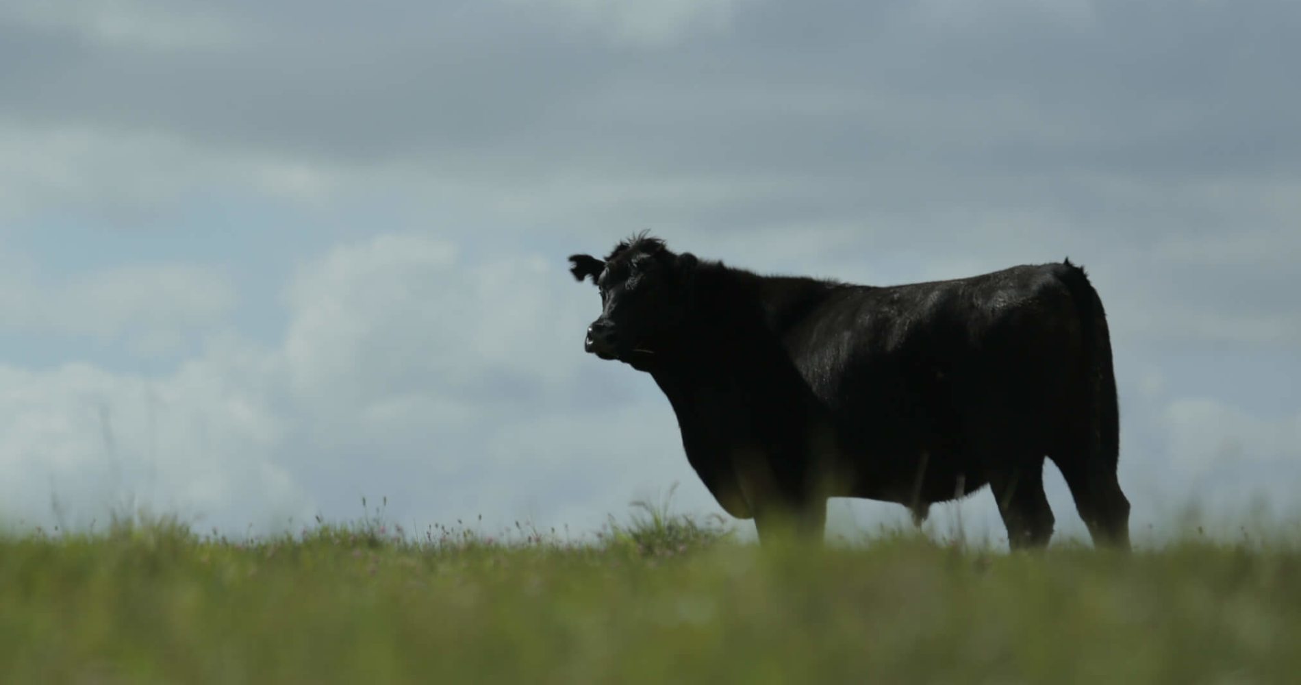 Why Our Grass-Fed, Organic Beef Comes From Abroad