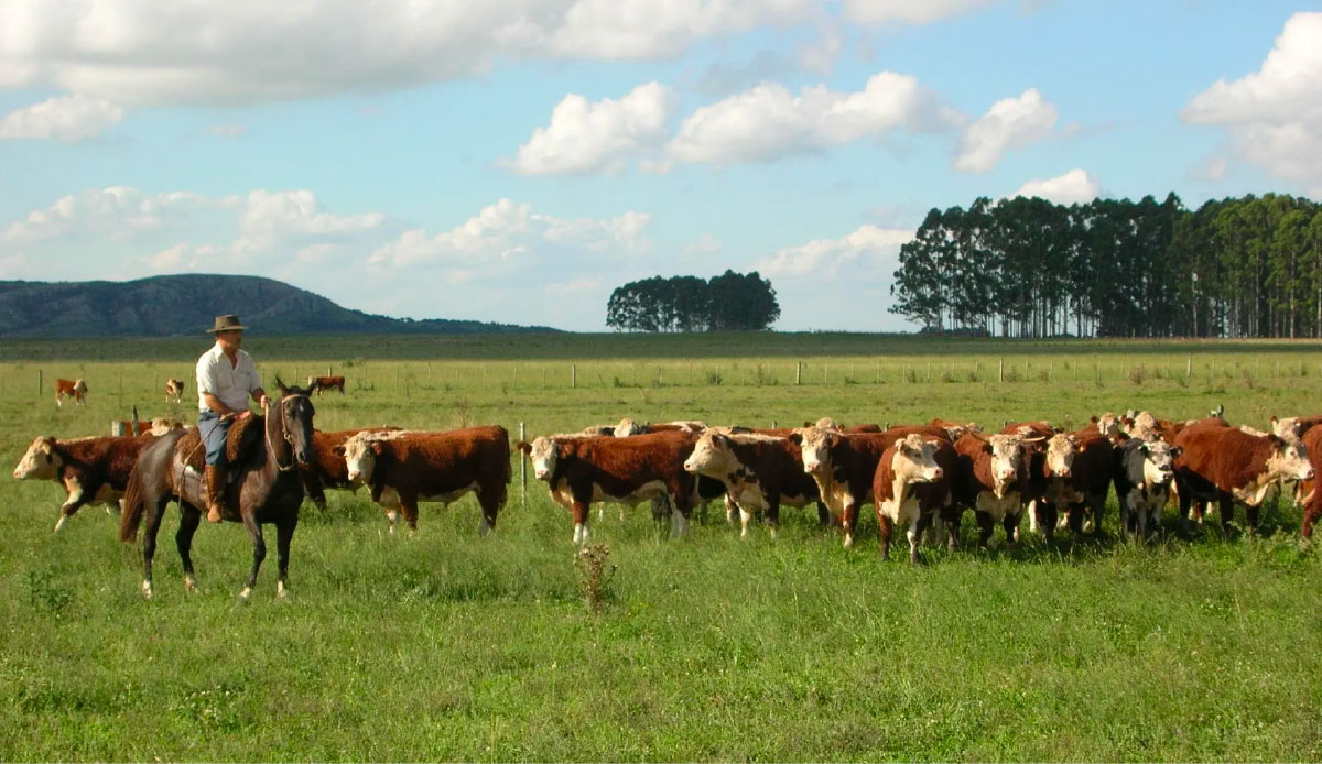 Health Benefits of Organic, Grass-Fed Beef