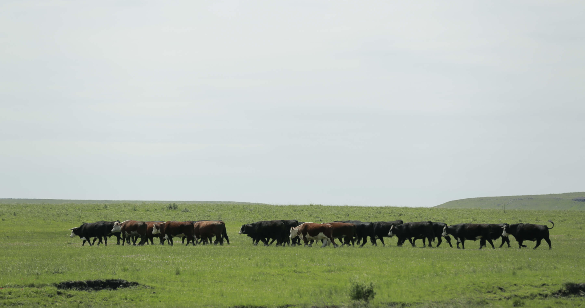 Manna Tree Partners Makes $15 Million Minority Investment in Verde Farms