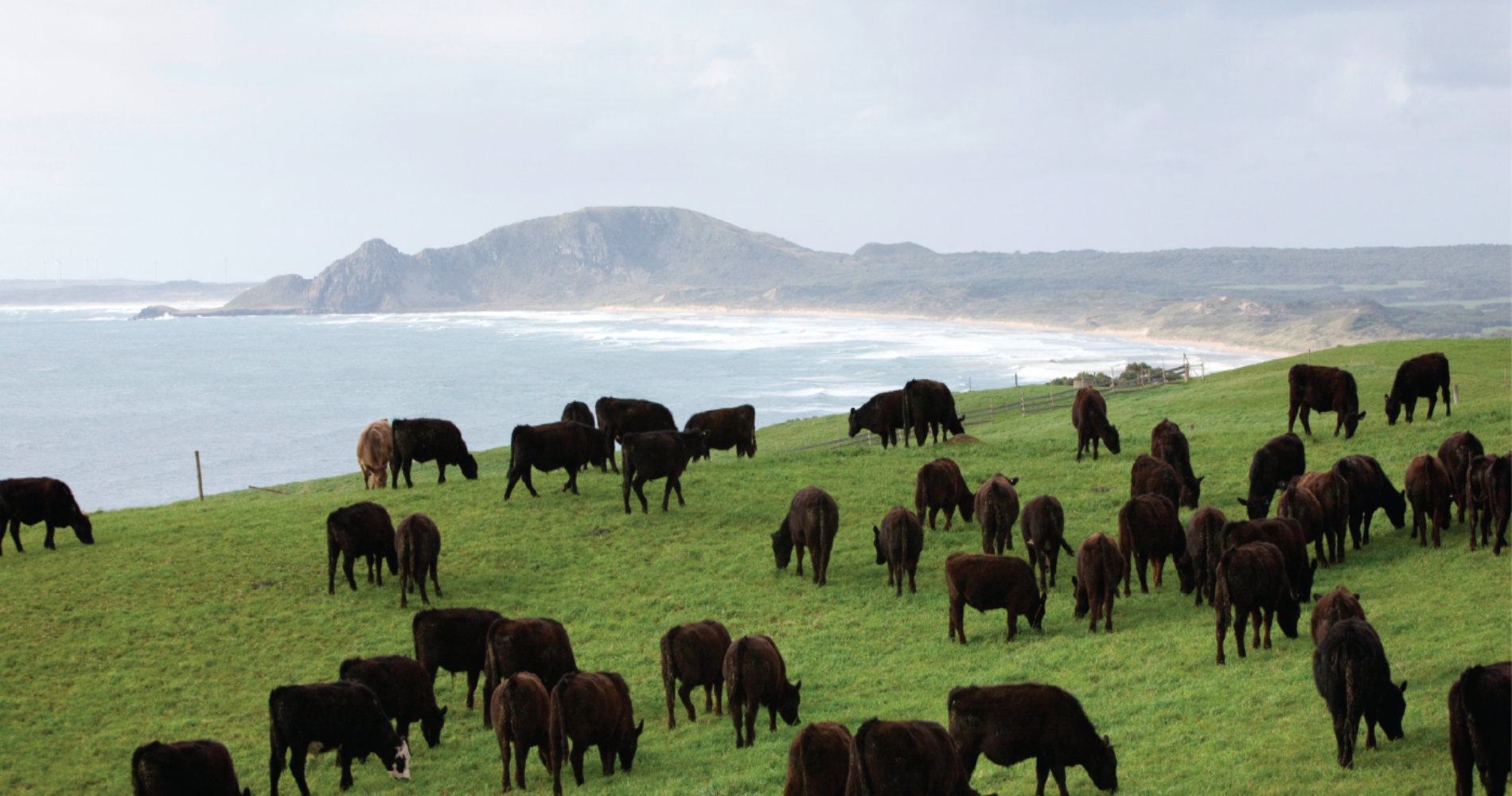What is Organic Beef?