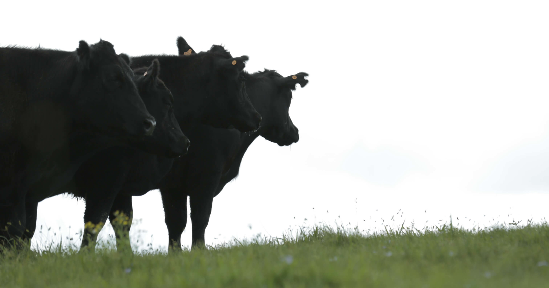 What Is Organic Meat?