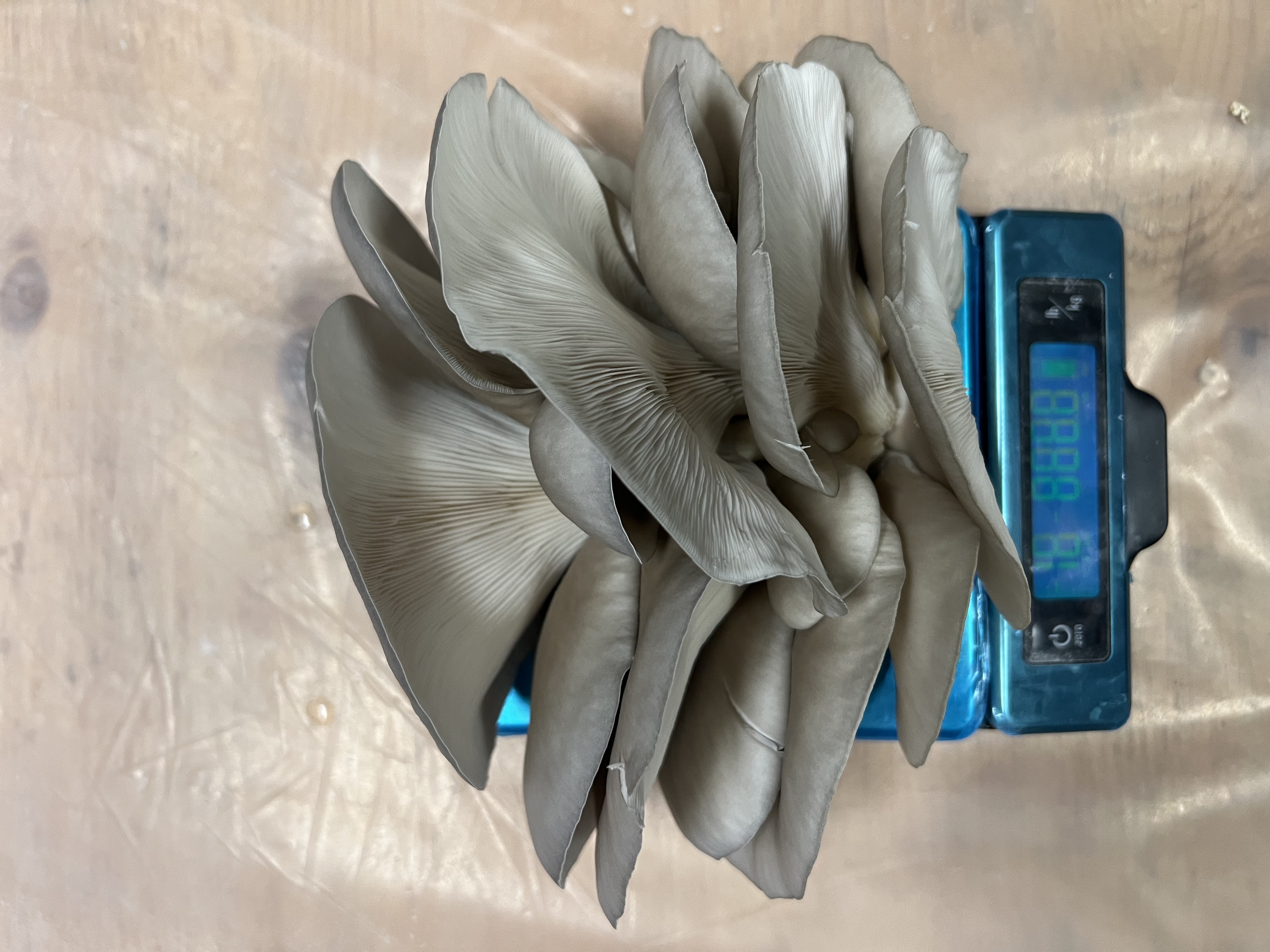 The fruiting room — racks of Blue Oyster and Lion's Mane, every block labelled