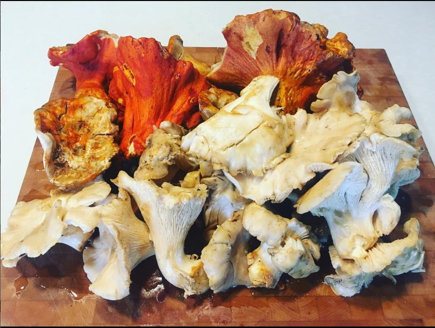 Lobsters and chanterelles, cleaned