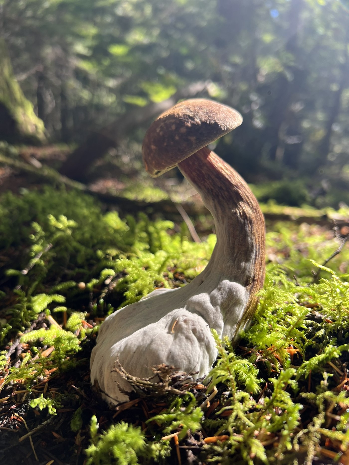 A bolete coming up through the moss