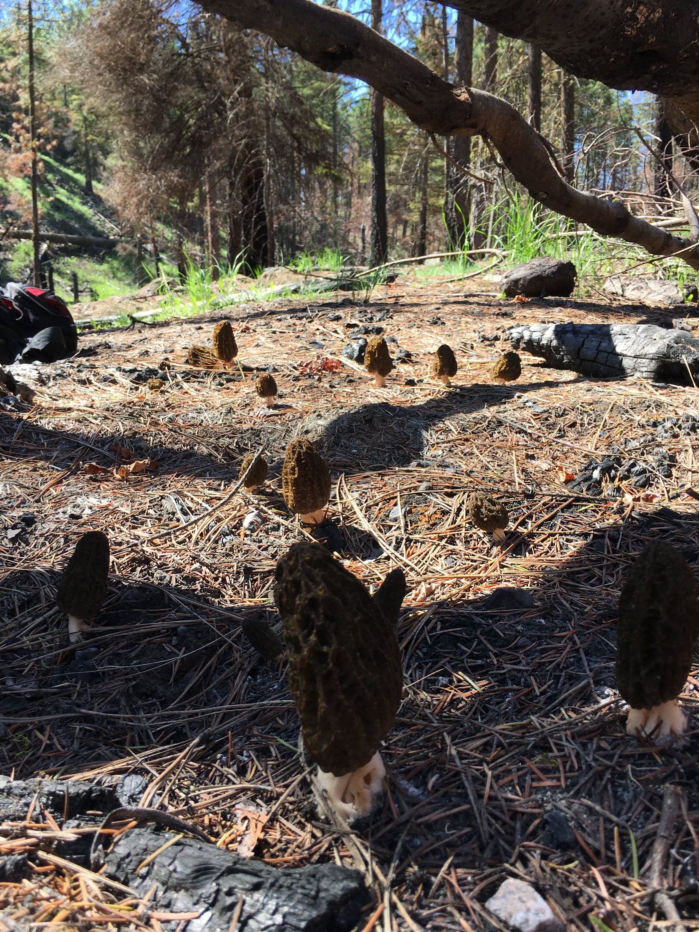 Morels coming up through a burn
