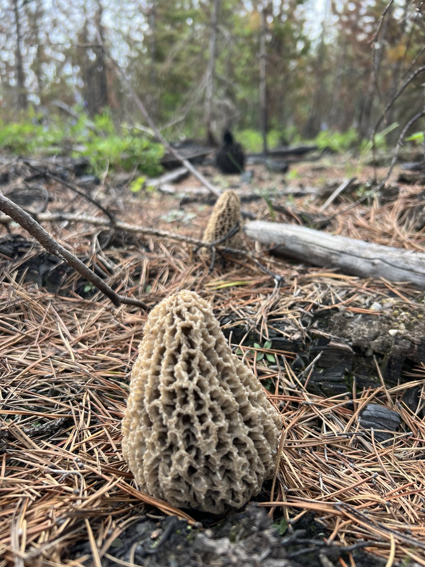 Morels on the burn, spring 2024