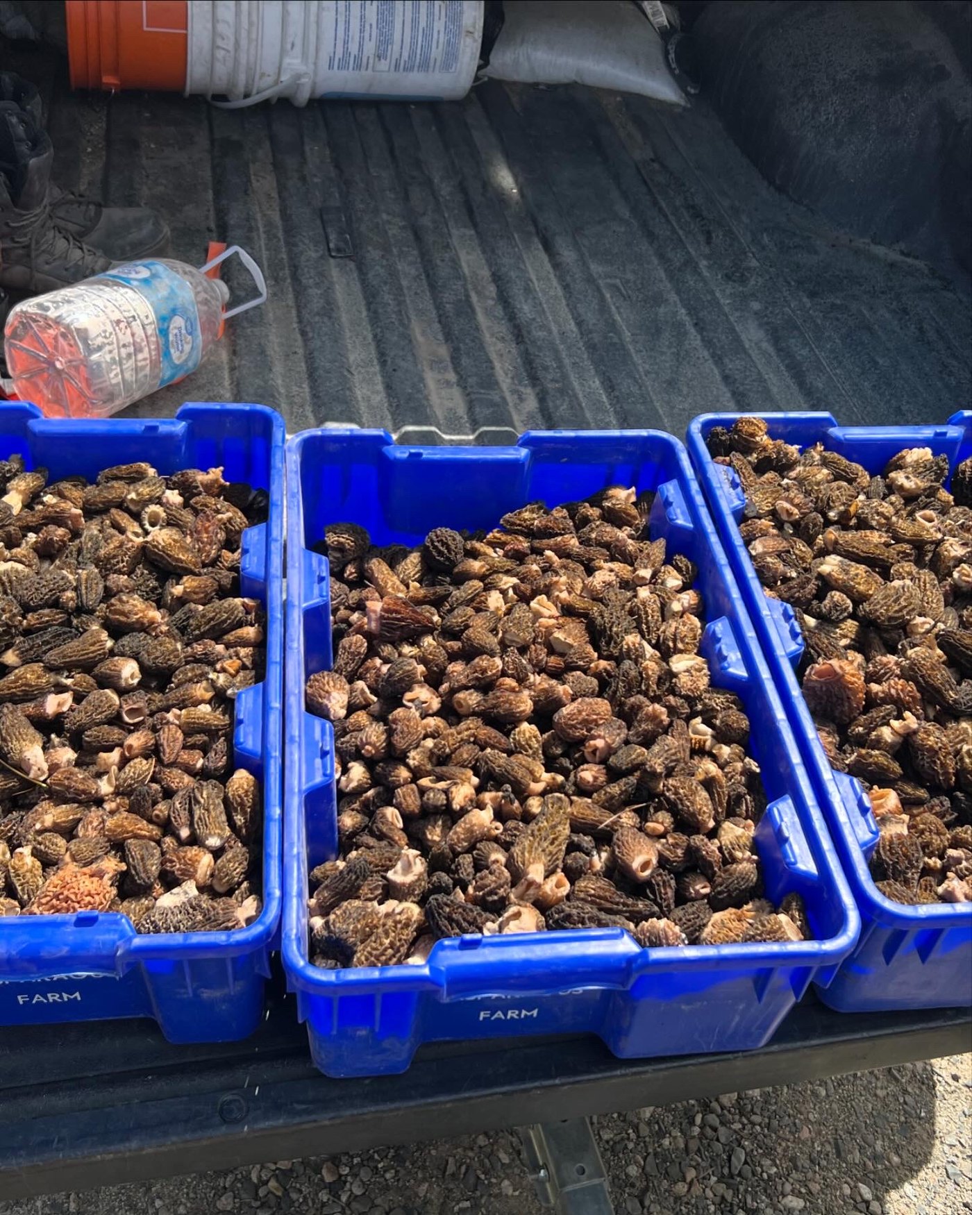Three crates of morels off the burn