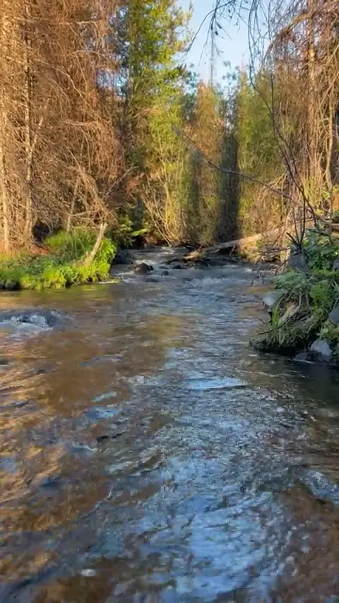 The creek, coming back