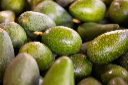 Avocado and Intercropping: Growing Avocado in Intercropping Systems