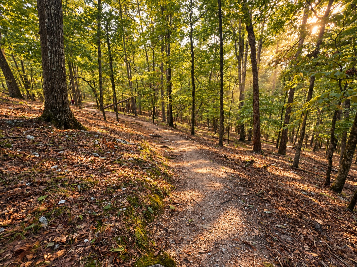 Wooded hiking trail at Beavers Bend State Park