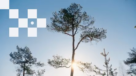 Koki saullēktā ar skaidru zilu debesu fonu un Jumis logo stūrī.