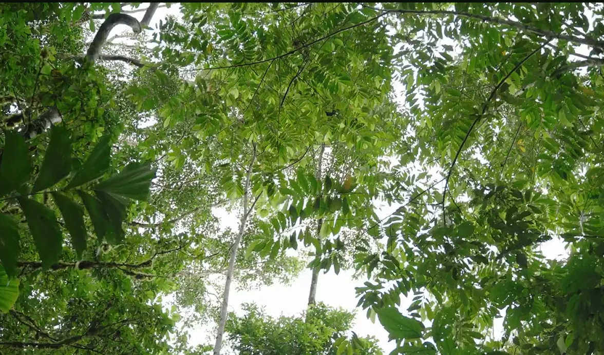 Looking up through the tree canopy in the Ecuador Amazon rainforest