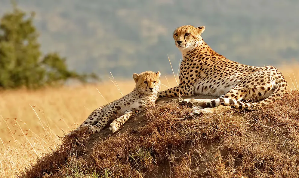 Two cheetahs resting on a termite mound on the African savanna