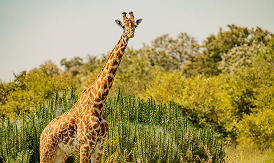 Giraffe standing among tall trees in the African wilderness