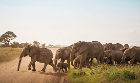 Herd of elephants with a baby elephant crossing a dirt road on the savanna