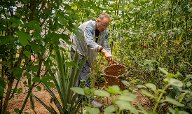 Doctor harvesting fresh herbs and vegetables in a garden at the retreat