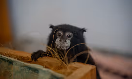 Close-up of a small black monkey at the Amazon rainforest retreat