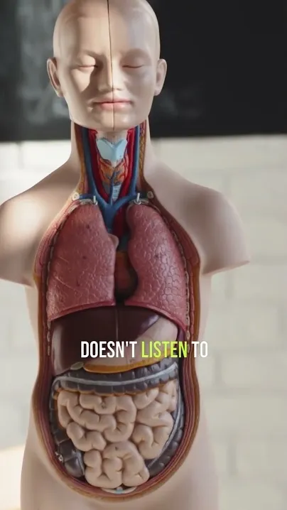 Medical anatomy model showing the human digestive system