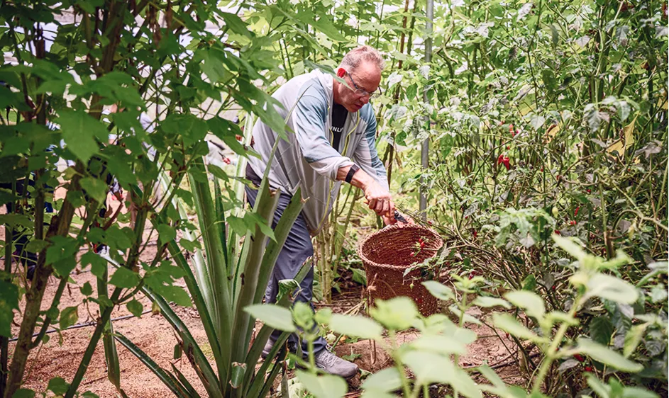 Doctor harvesting fresh plants and herbs in a garden