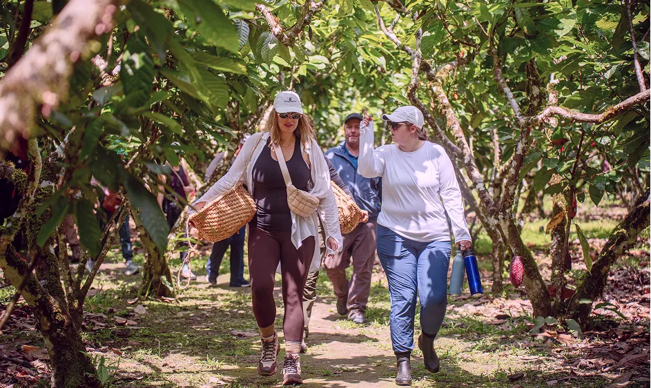 Group of women walking through a cacao plantation carrying harvest baskets