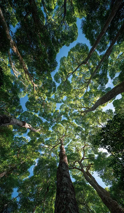 Aerial view of a lush forest canopy for plant medicine ceremony