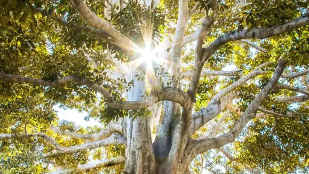 Sunlight streaming through tree branches from below