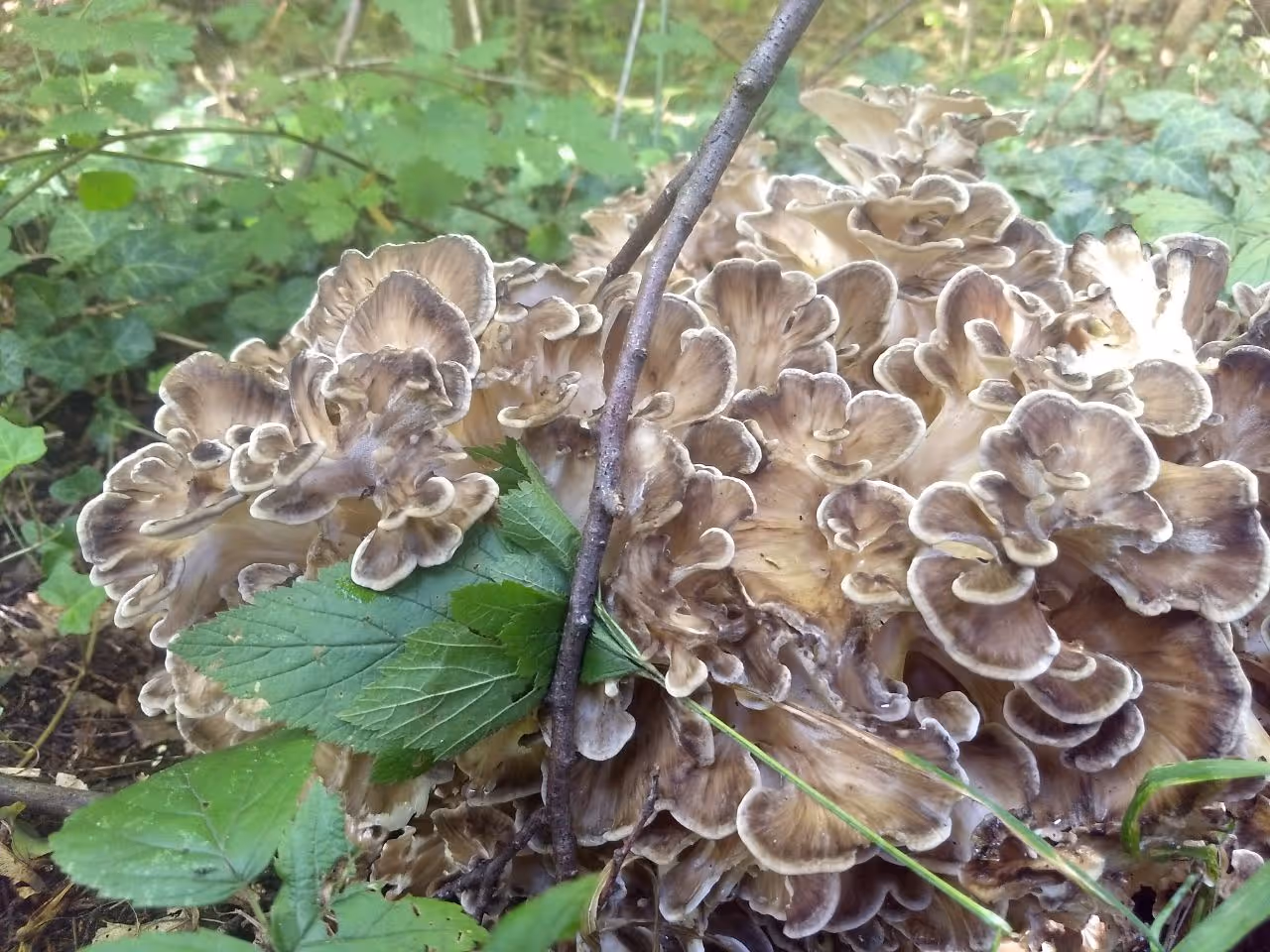 image of team working with local communities