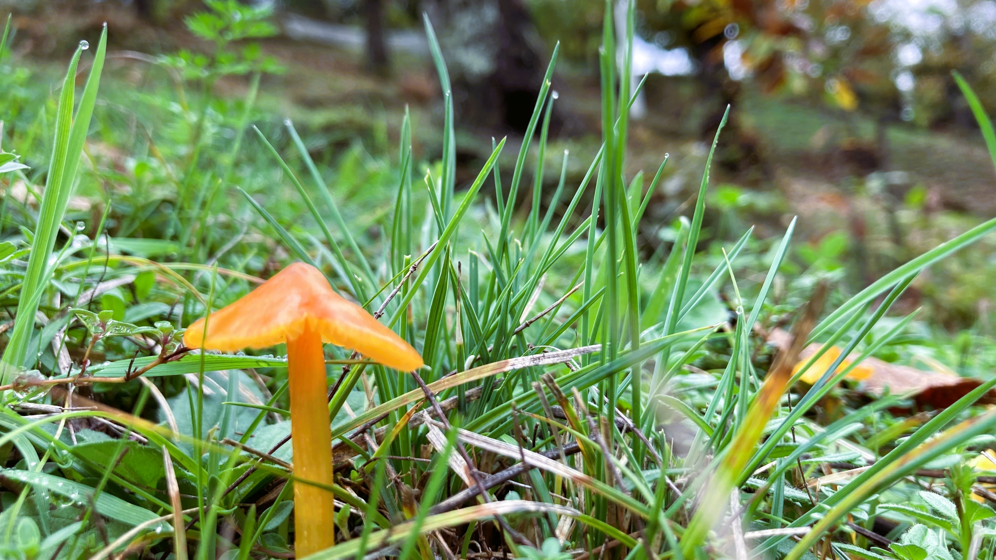 [background image] image of seasonal ingredients (for a fine dining restaurant)