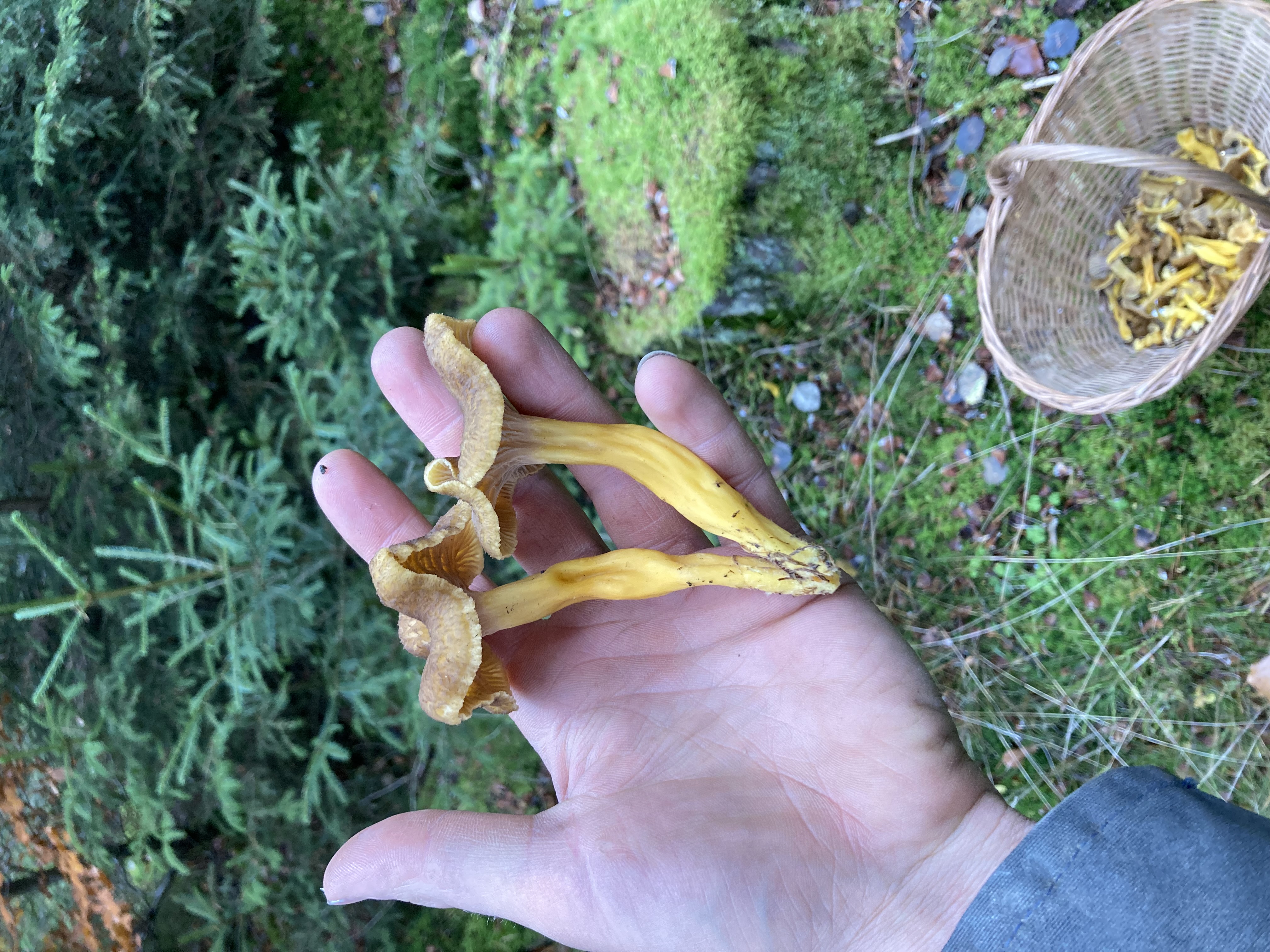 image of fresh ingredients (for a chinese restaurant)
