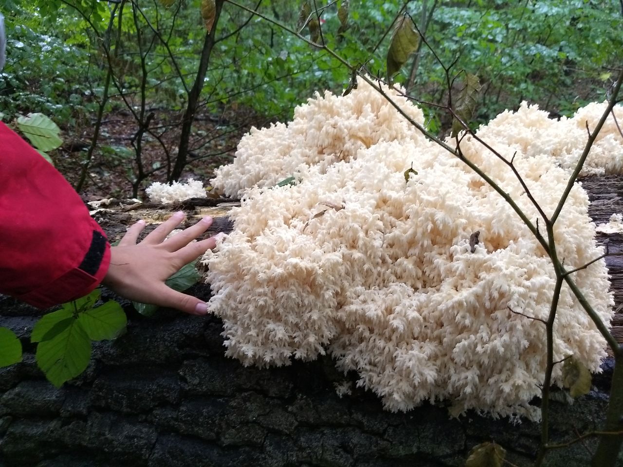 outdoor charity event at sunset