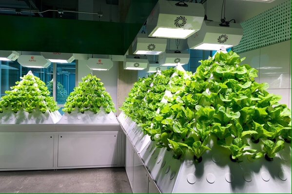 Pyramid Garden vertical farming system with aeroponics