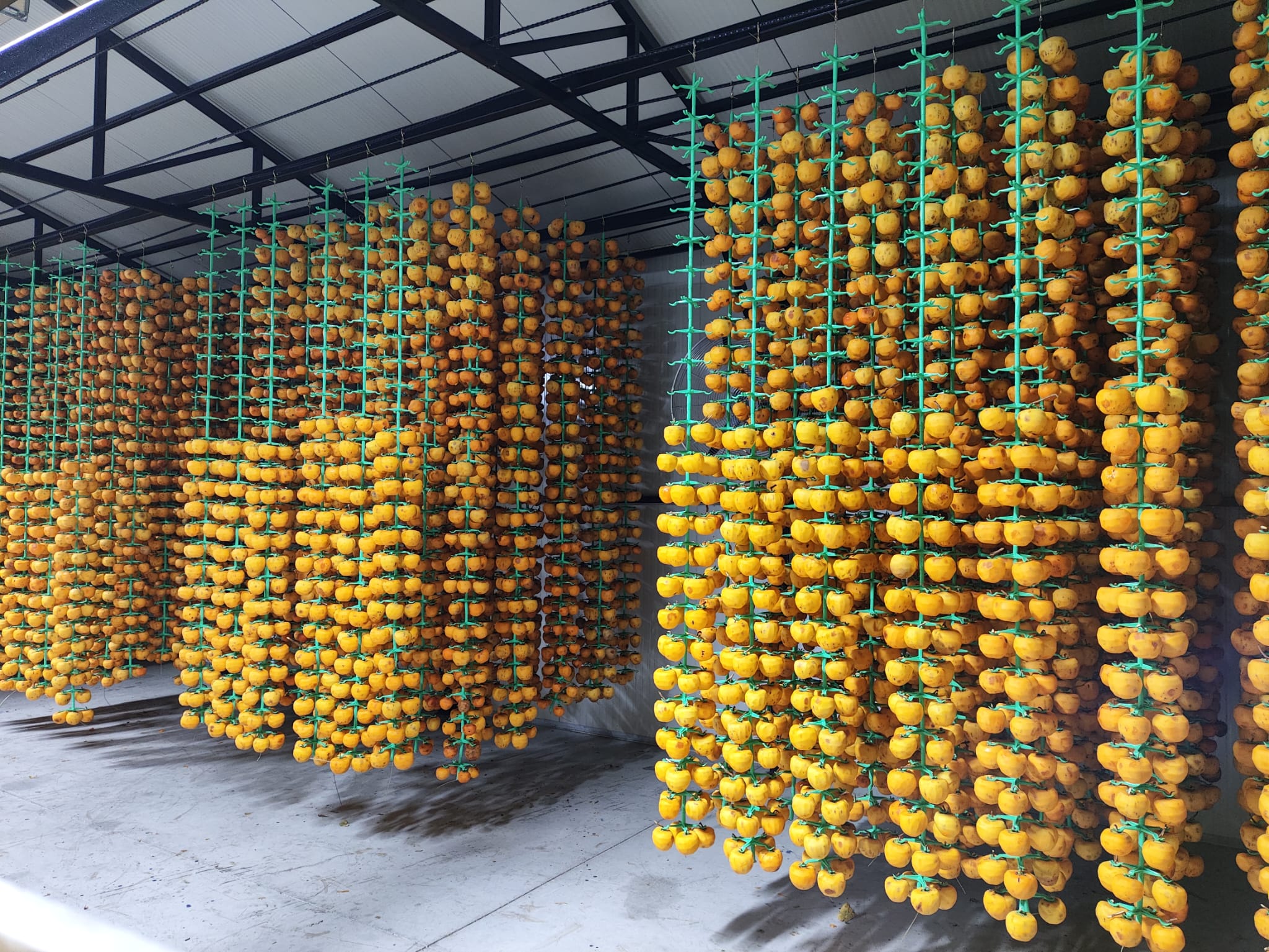 Persimmon drying facility in Turkiye